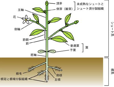 一株植物|植物の「株」って具体的にどこからどの部分を指すのか教えて下。